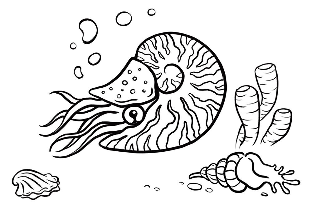 Desenho de Moluscos para colorir e imprimir: número 32