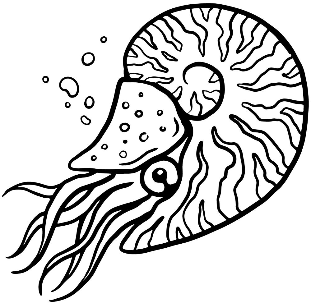 Desenho de Moluscos para colorir e imprimir: número 33