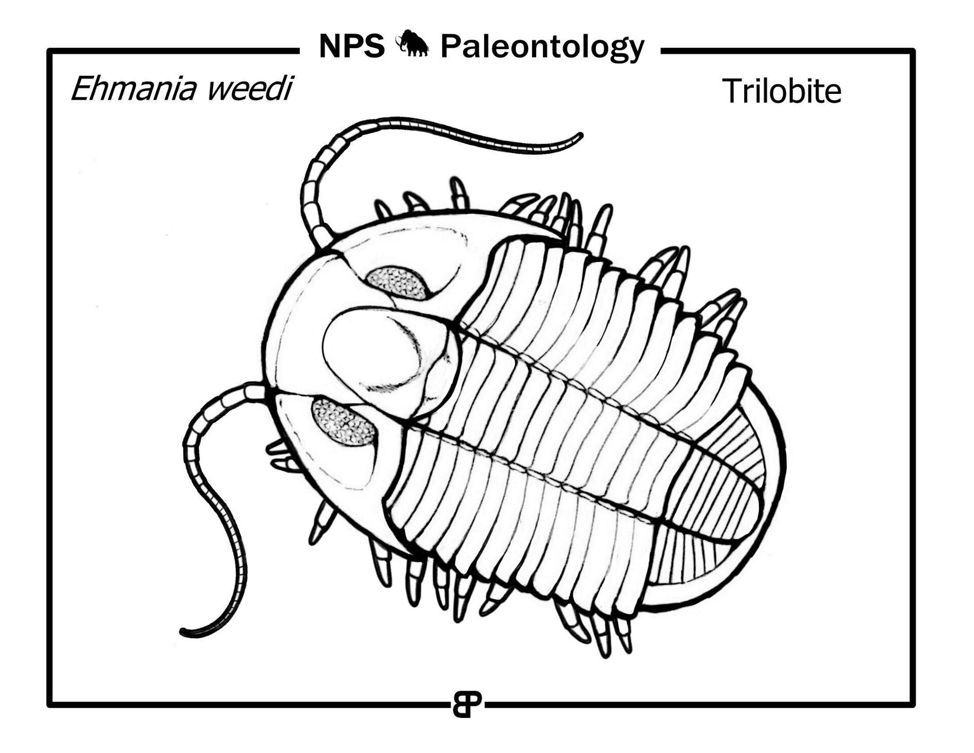Desenho de Moluscos para colorir e imprimir: número 37