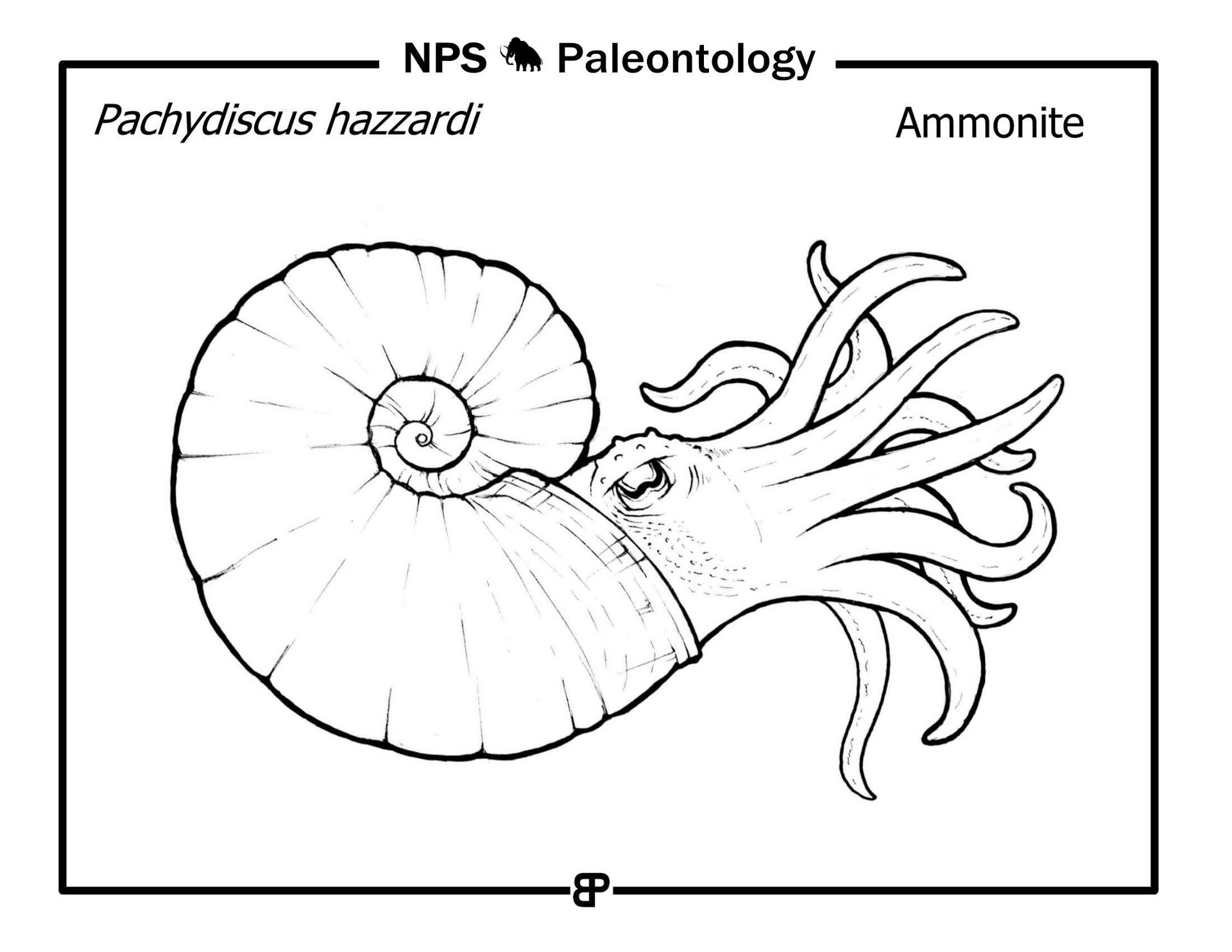 Desenho de Moluscos para colorir e imprimir: número 39