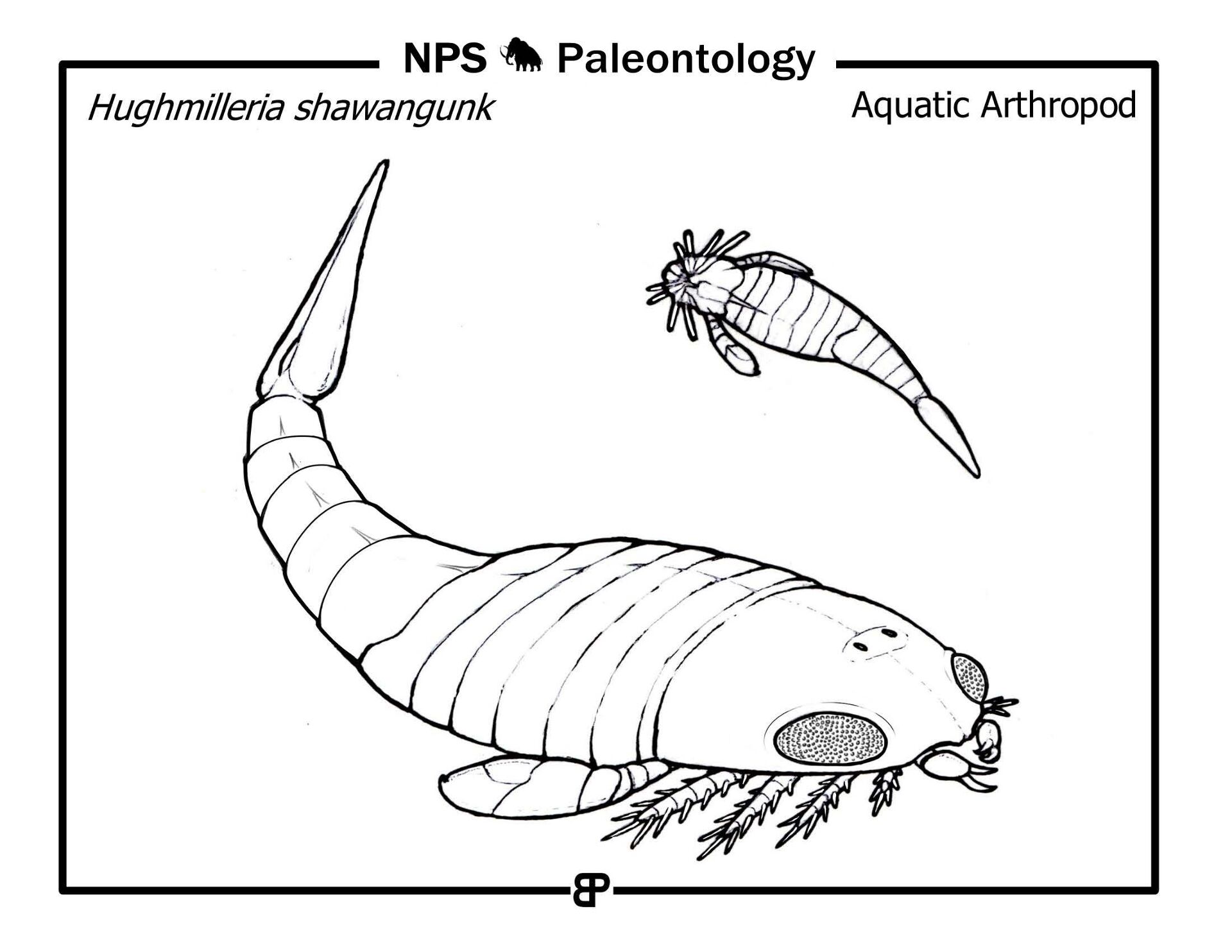 Desenho de Moluscos para colorir e imprimir: número 40