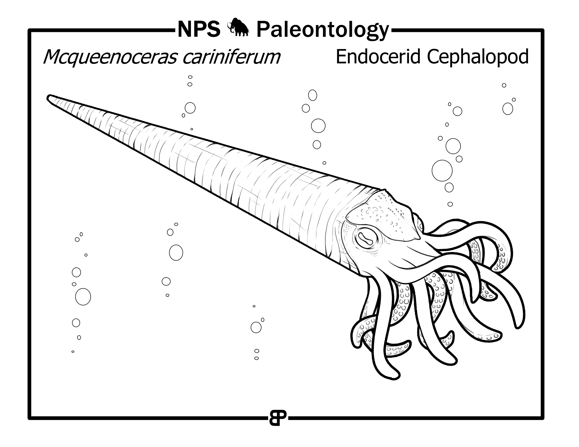 Desenho de Moluscos para colorir e imprimir: número 41