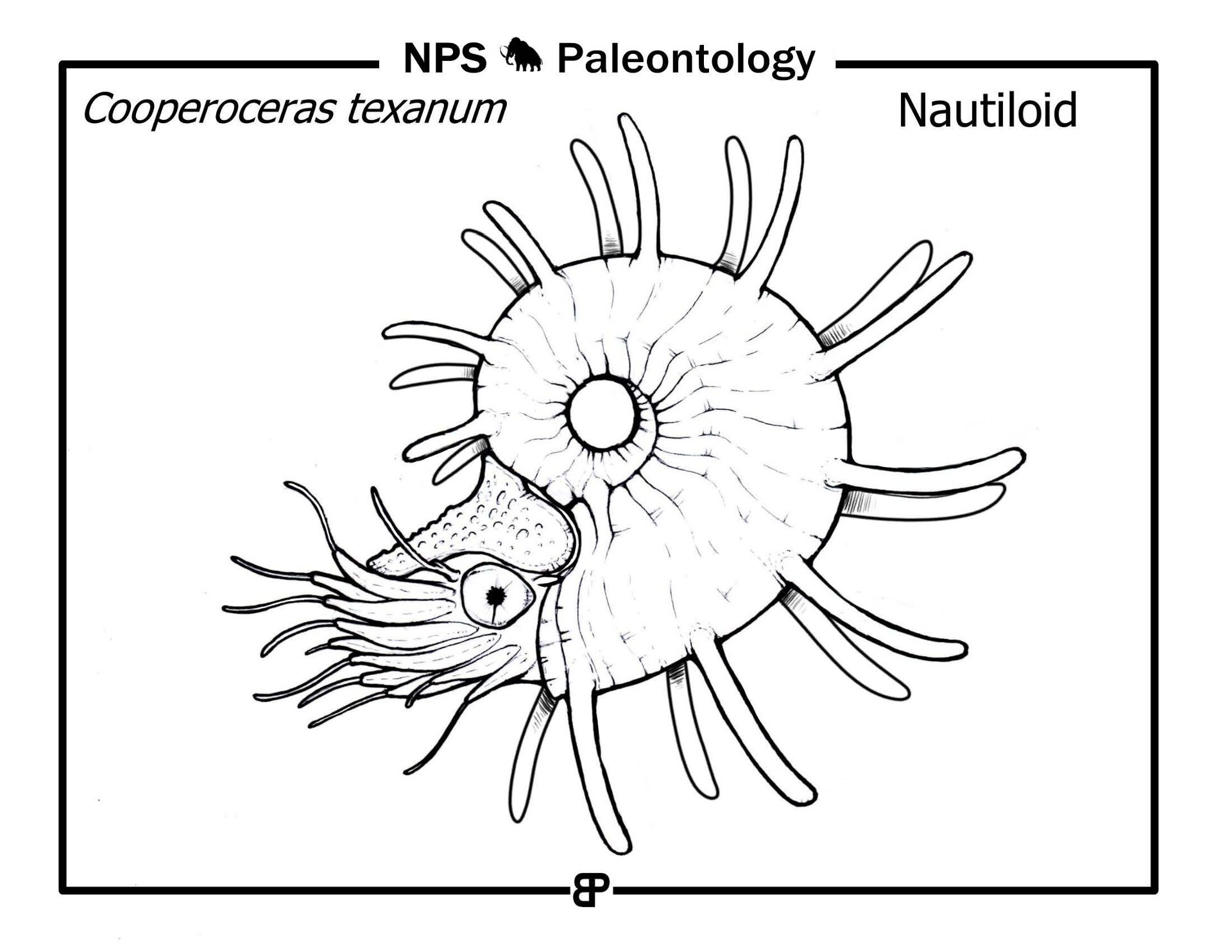 Desenho de Moluscos para colorir e imprimir: número 42