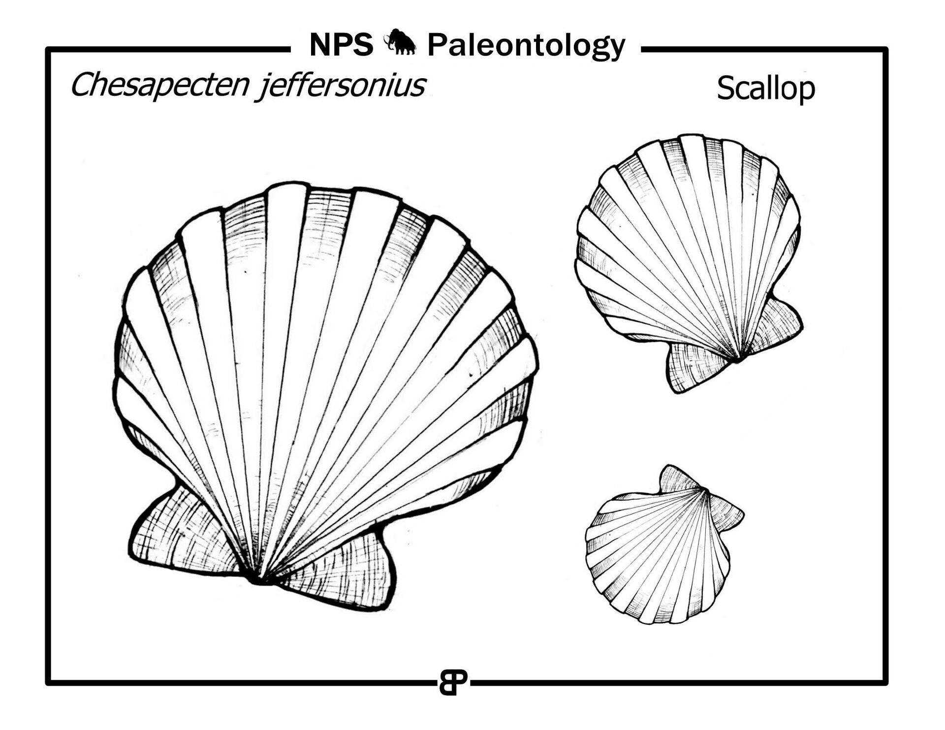 Desenho de Moluscos para colorir e imprimir: número 43