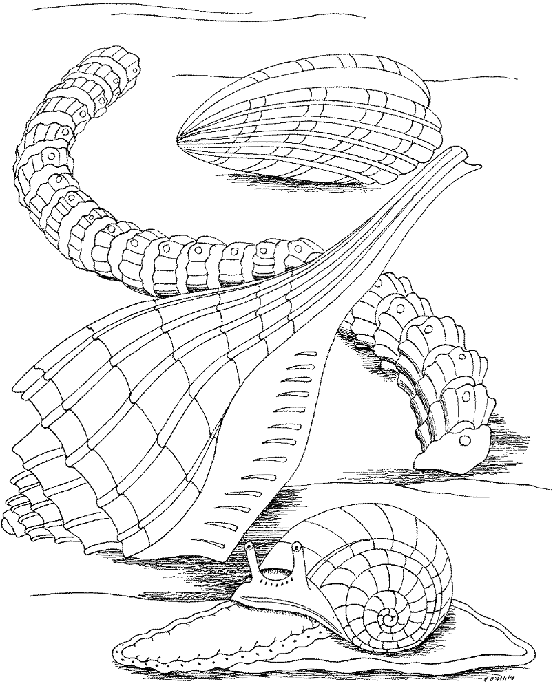 Desenho de Moluscos para colorir e imprimir: número 45