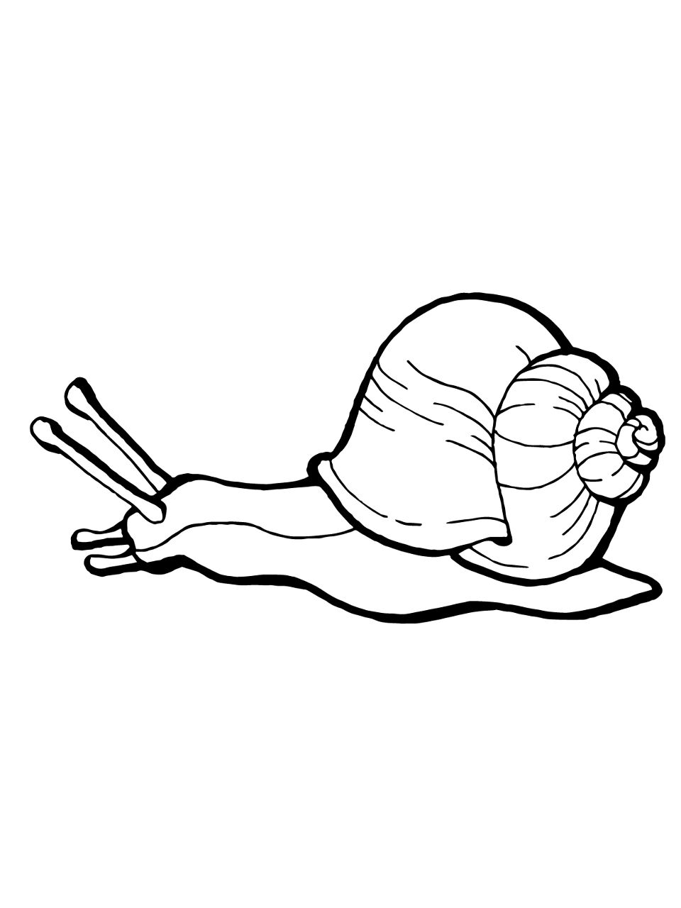 Desenho de Moluscos para colorir e imprimir: número 48