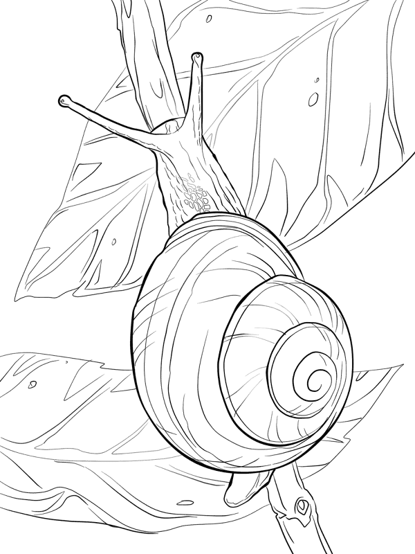 Desenho de Moluscos para colorir