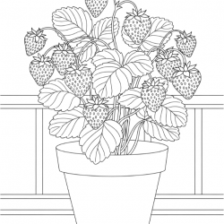 Desenho de Morango para colorir e imprimir: número 21