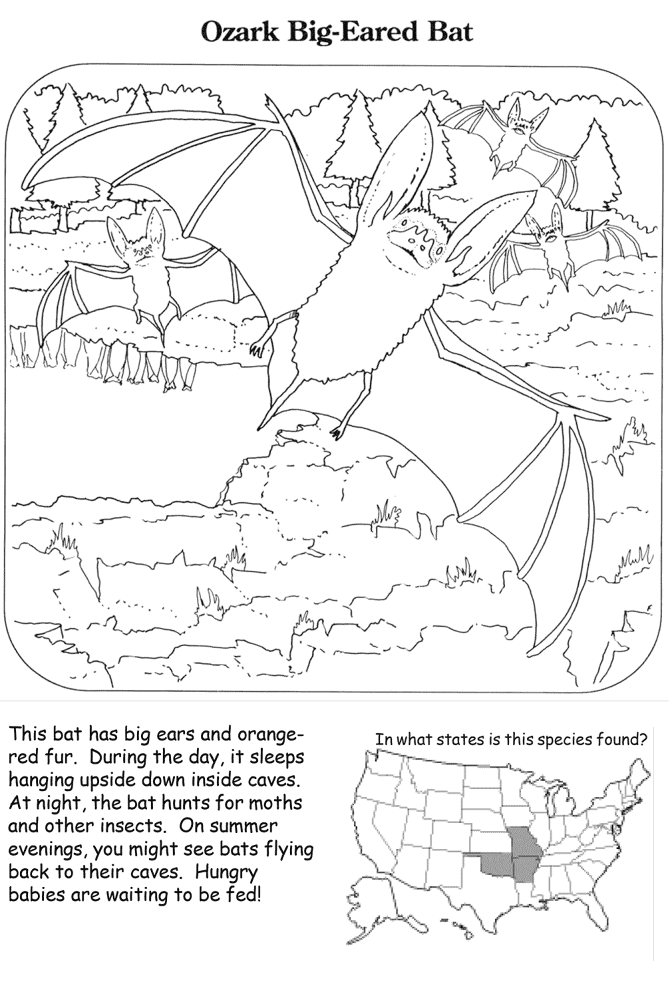 Desenho de Morcegos para colorir e imprimir: número 1