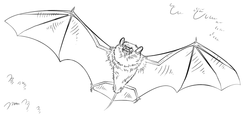 Desenho de Morcegos para colorir e imprimir: número 20