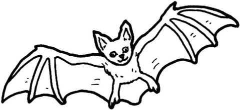 Desenho de Morcegos para colorir e imprimir: número 41