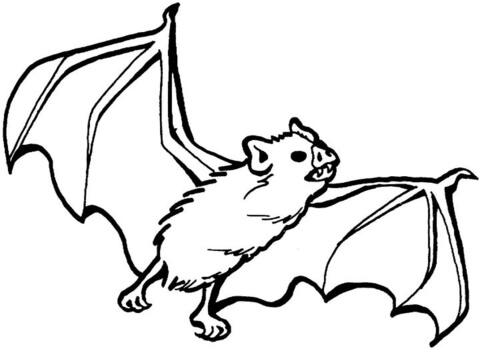 Desenho de Morcegos para colorir e imprimir: número 42