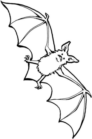 Desenho de Morcegos para colorir e imprimir: número 43