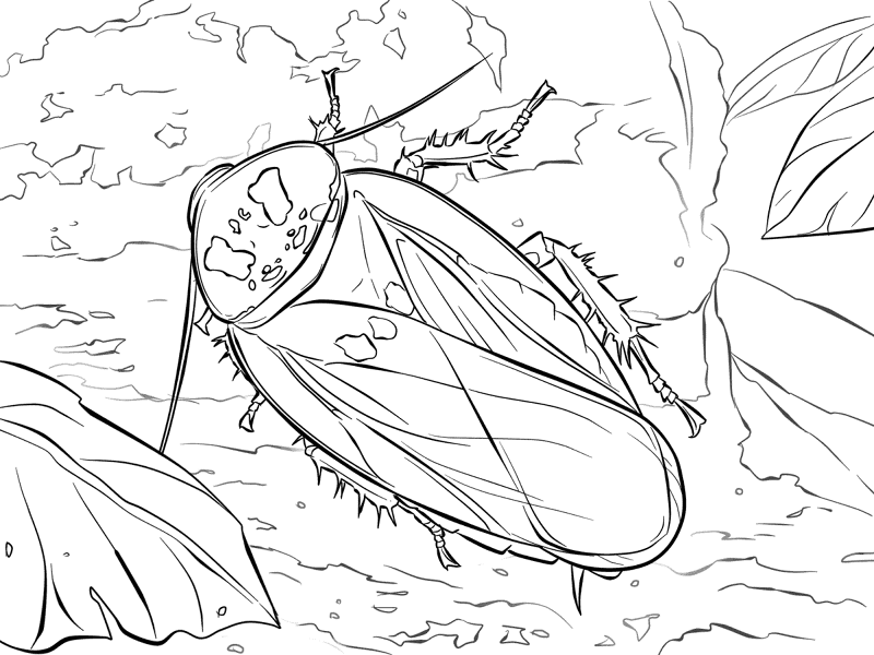 Desenho de Morcegos para colorir
