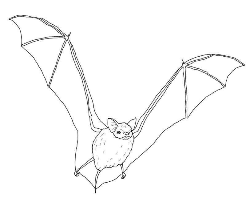 Desenho de Morcegos para colorir