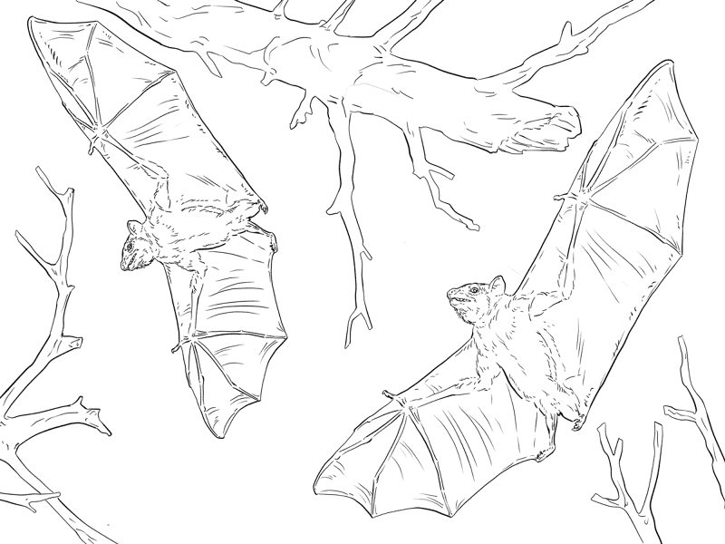Desenho de Morcegos para colorir