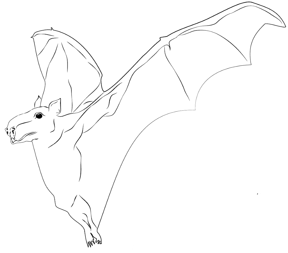 Desenho de Morcegos para colorir