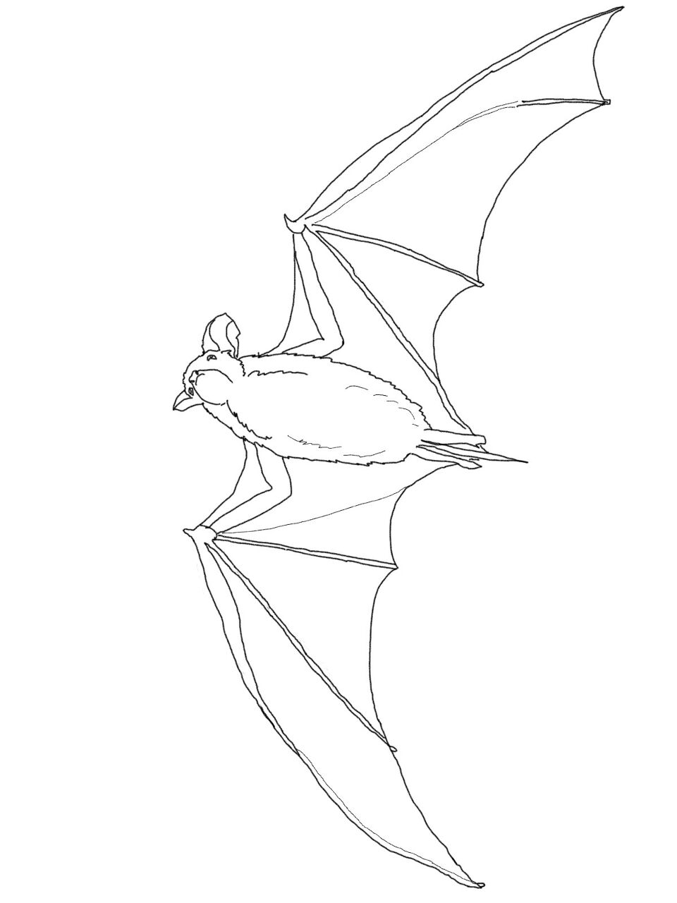 Desenho de Morcegos para colorir