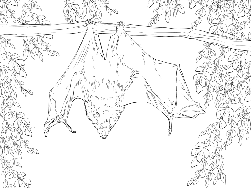 Desenho de Morcegos para colorir