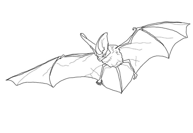 Desenho de Morcegos para colorir