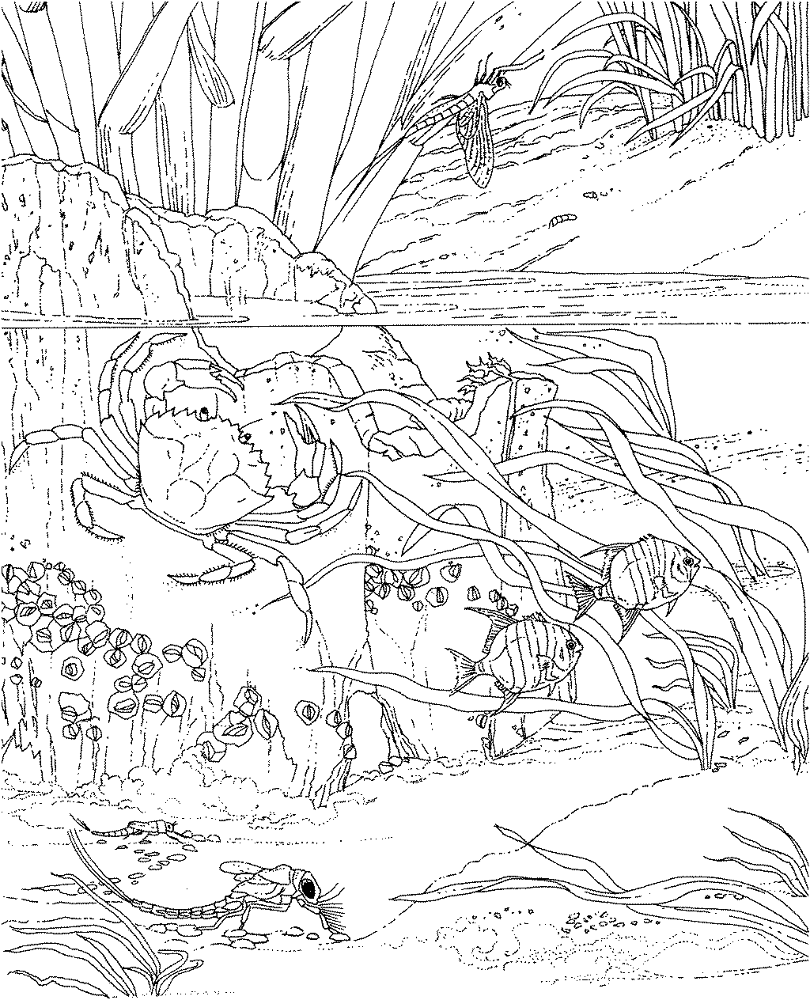 Desenho de Oceano para colorir e imprimir: número 3