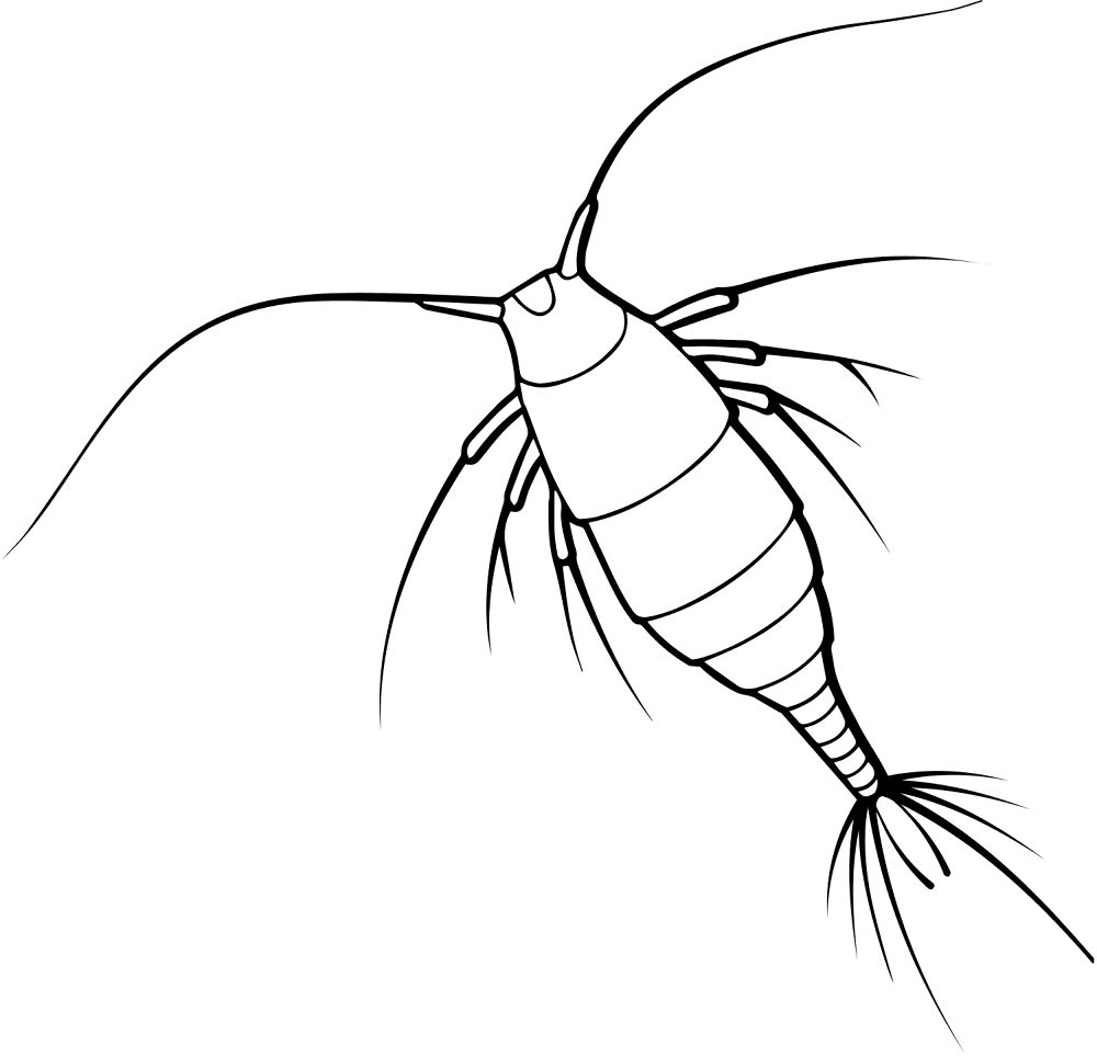 Desenho de Oceano para colorir e imprimir: número 10