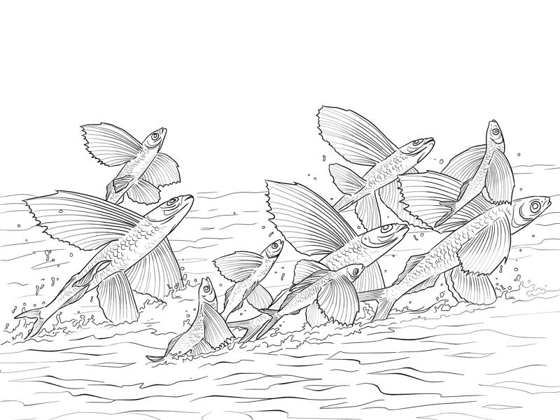 Desenho de Oceano para colorir e imprimir: número 12