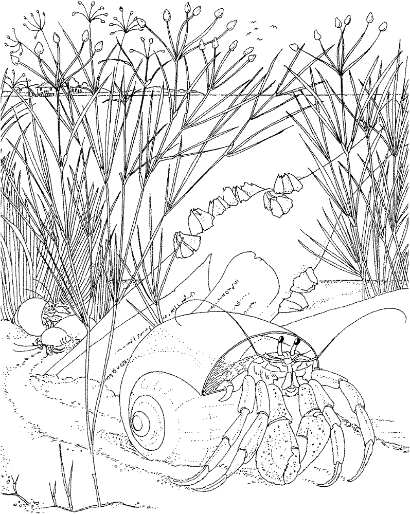 Desenho de Oceano para colorir e imprimir: número 13