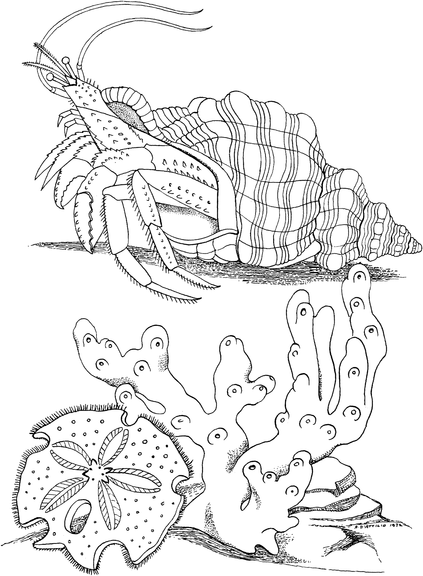 Desenho de Oceano para colorir e imprimir: número 14