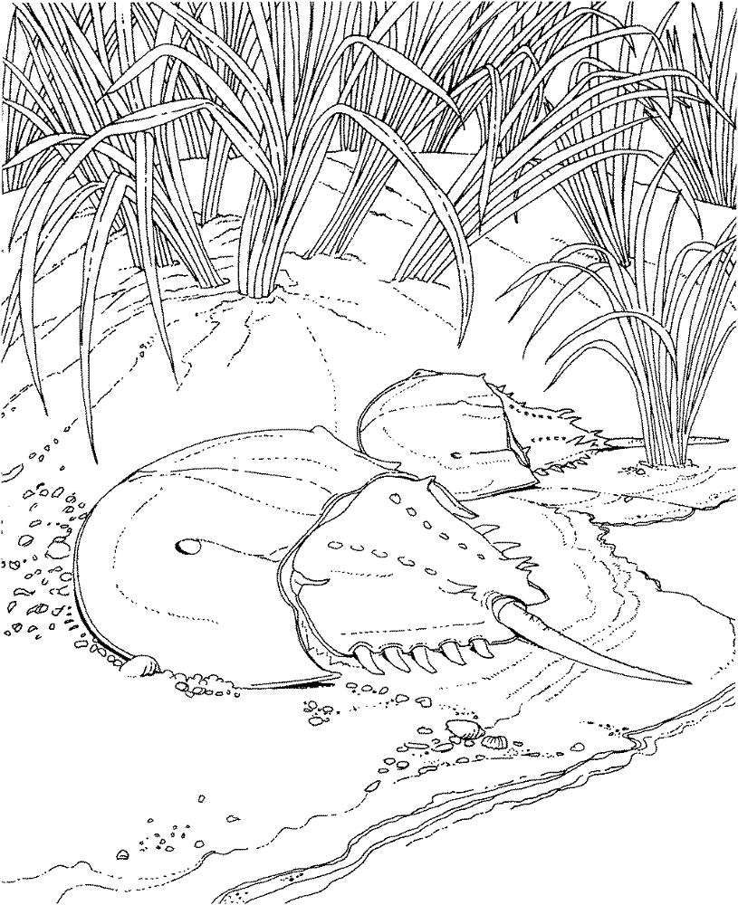 Desenho de Oceano para colorir e imprimir: número 15