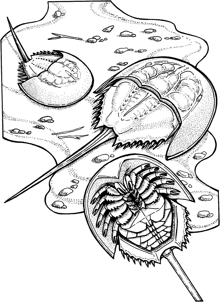 Desenho de Oceano para colorir e imprimir: número 16