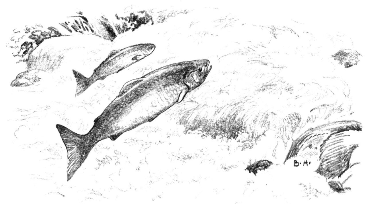 Desenho de Oceano para colorir e imprimir: número 17