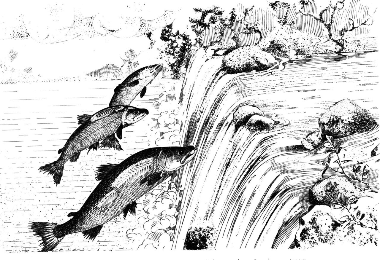Desenho de Oceano para colorir e imprimir: número 18