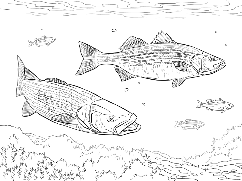 Desenho de Oceano para colorir e imprimir: número 27