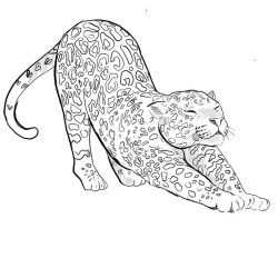 Desenho de Onca para colorir e imprimir: número 11