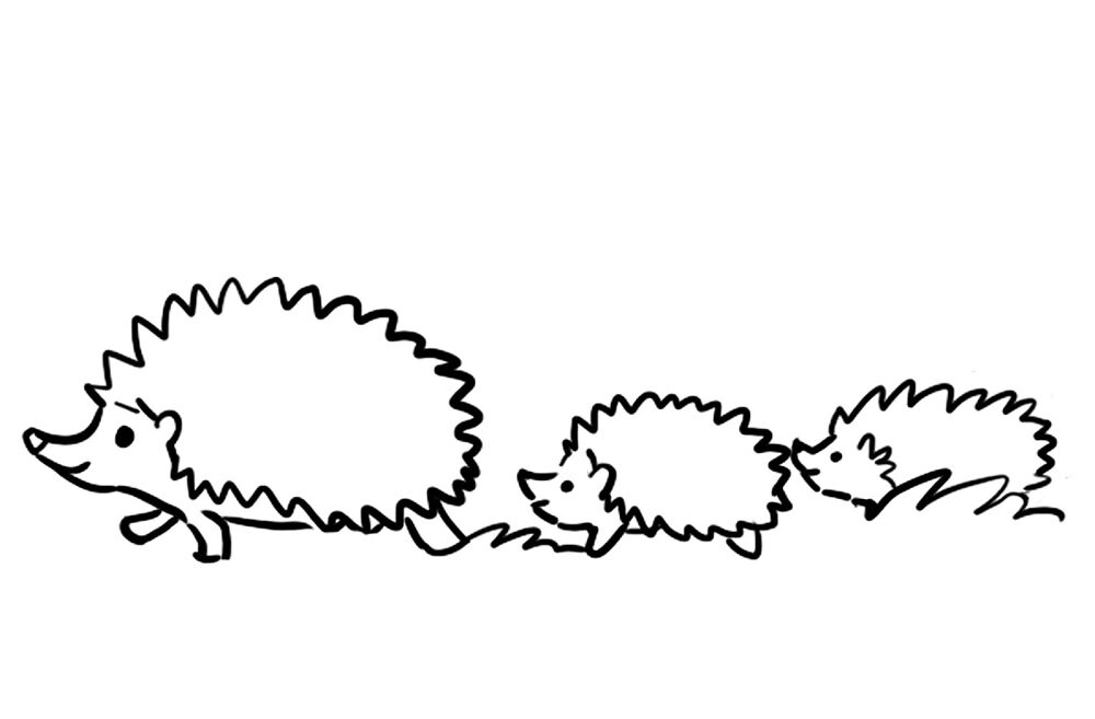 Desenho de Ouriço para colorir e imprimir: número 21