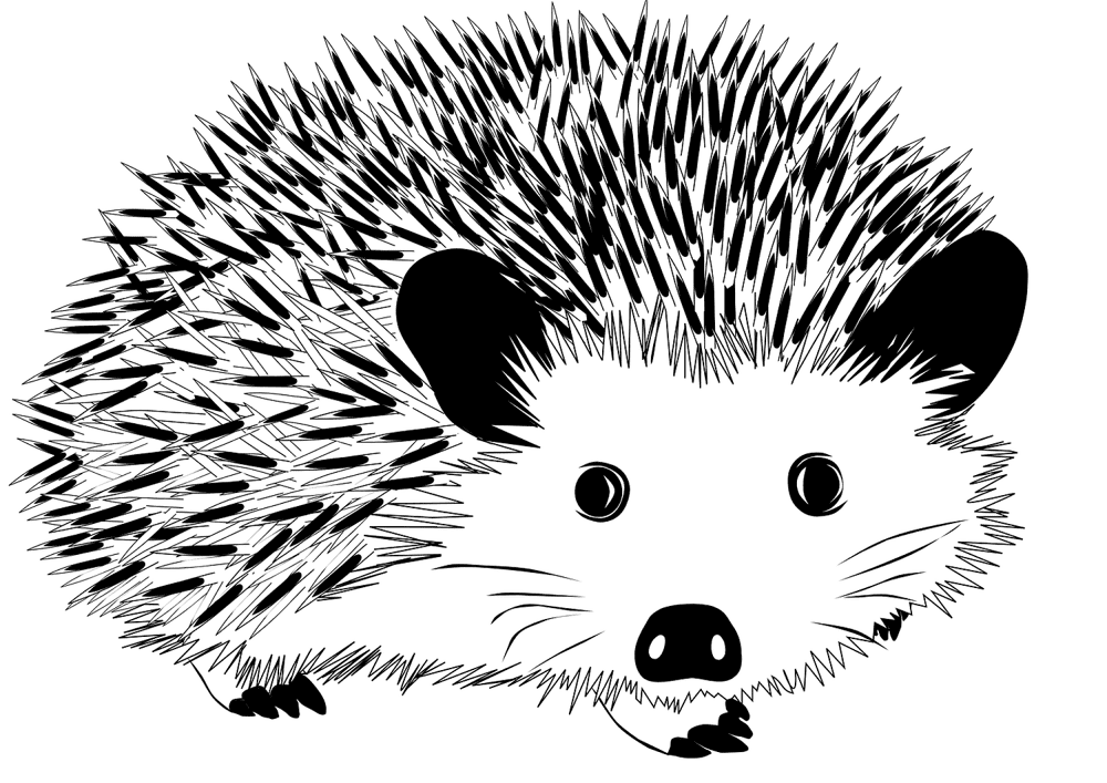 Desenho de Ouriço para colorir e imprimir: número 23