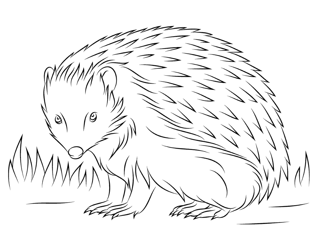 Desenho de Ouriço para colorir e imprimir: número 39