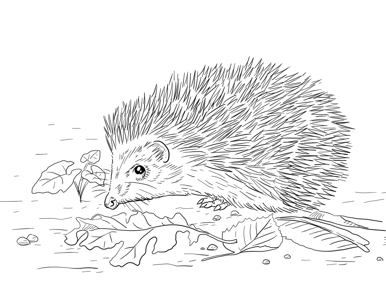 Desenho de Ouriço para colorir e imprimir: número 44