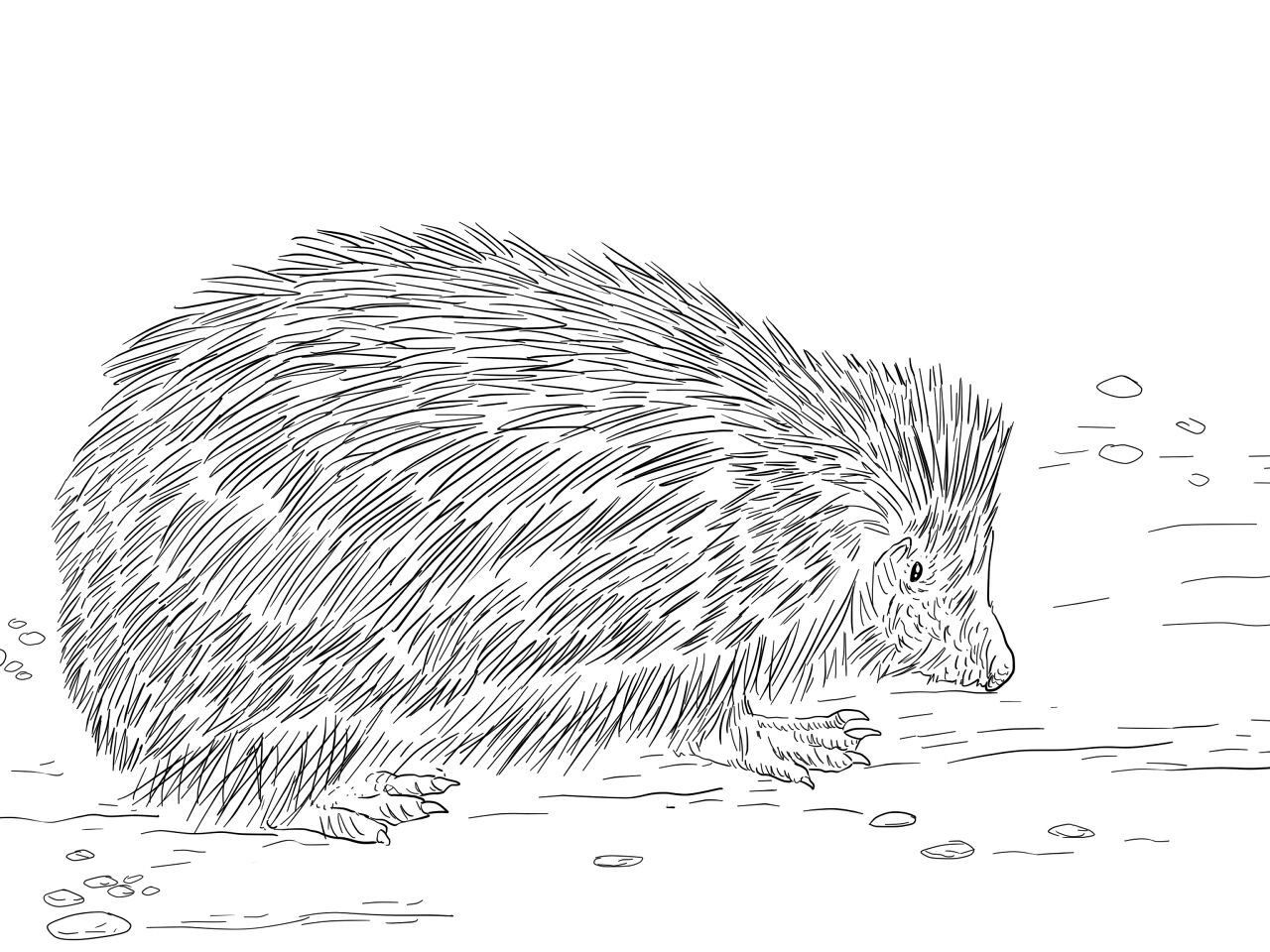 Desenho de Ouriço para colorir e imprimir: número 46