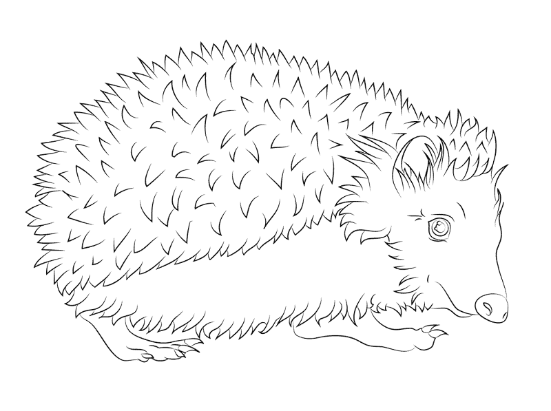 Desenho de Ouriço para colorir