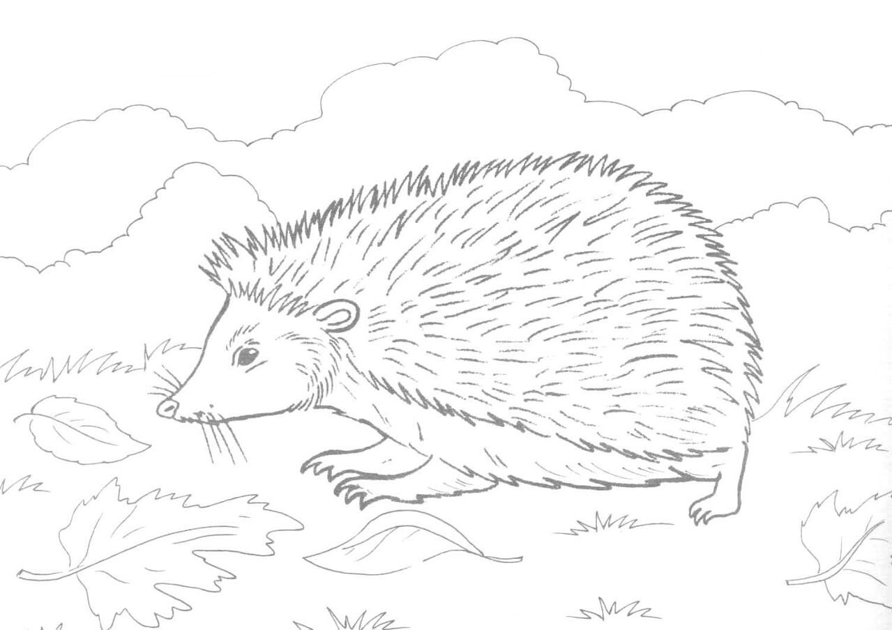 Desenho de Ouriço para colorir