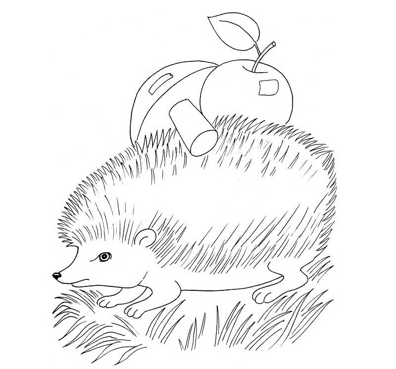 Desenho de Ouriço para colorir