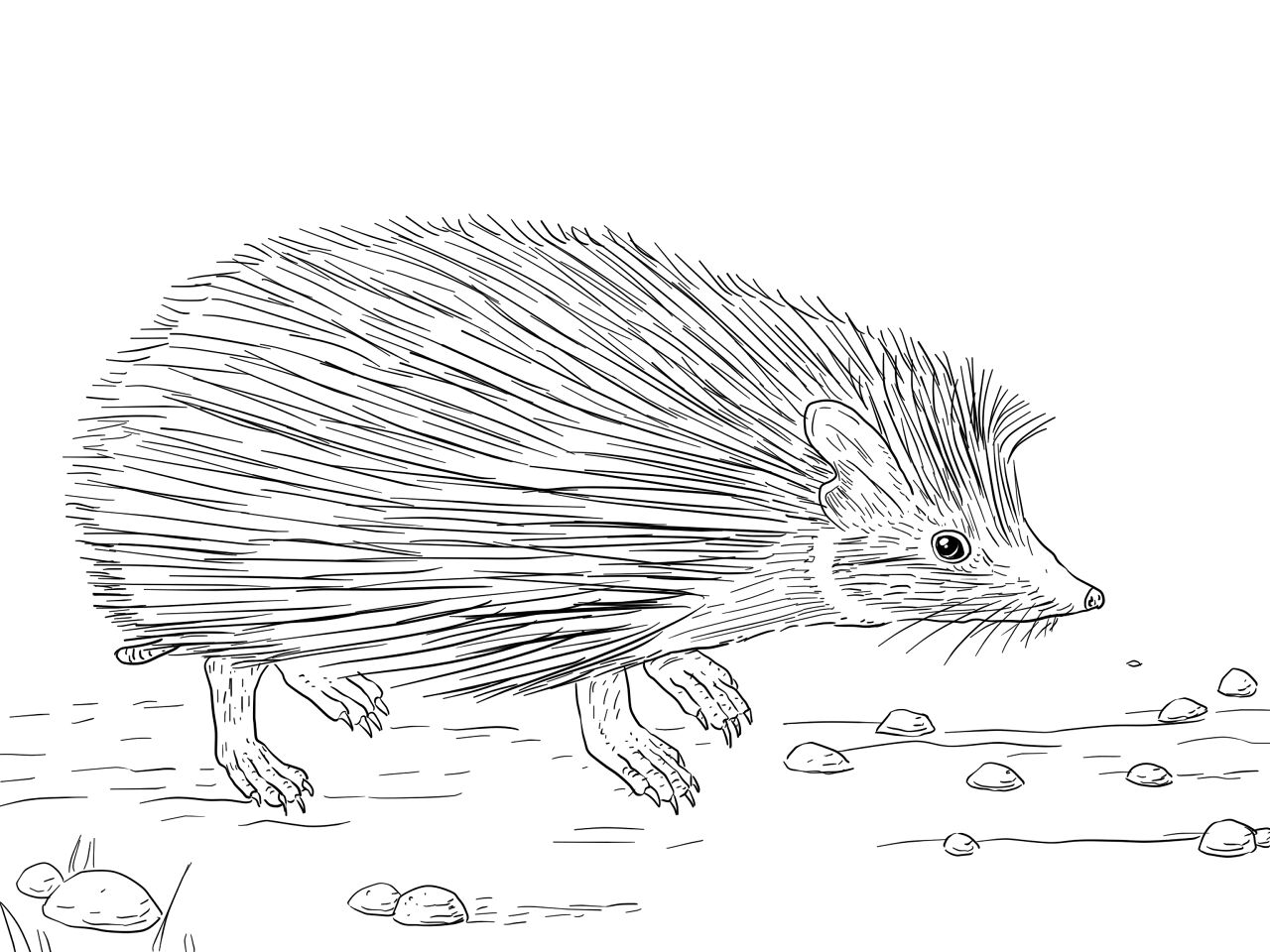 Desenho de Ouriço para colorir
