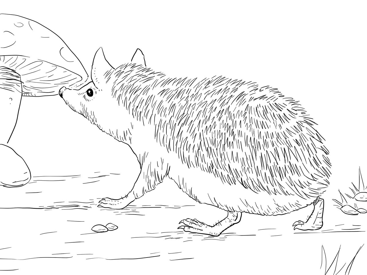 Desenho de Ouriço para colorir