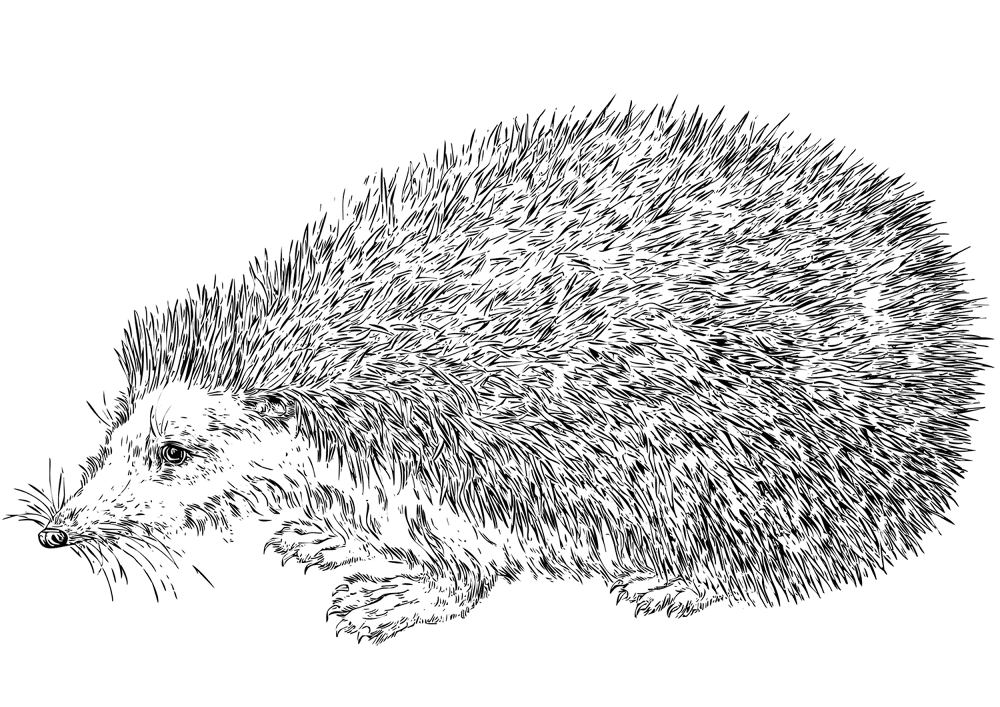 Desenho de Ouriço para colorir