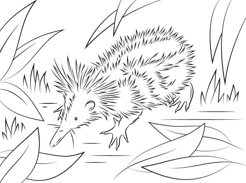 Desenho de Ouriço para colorir