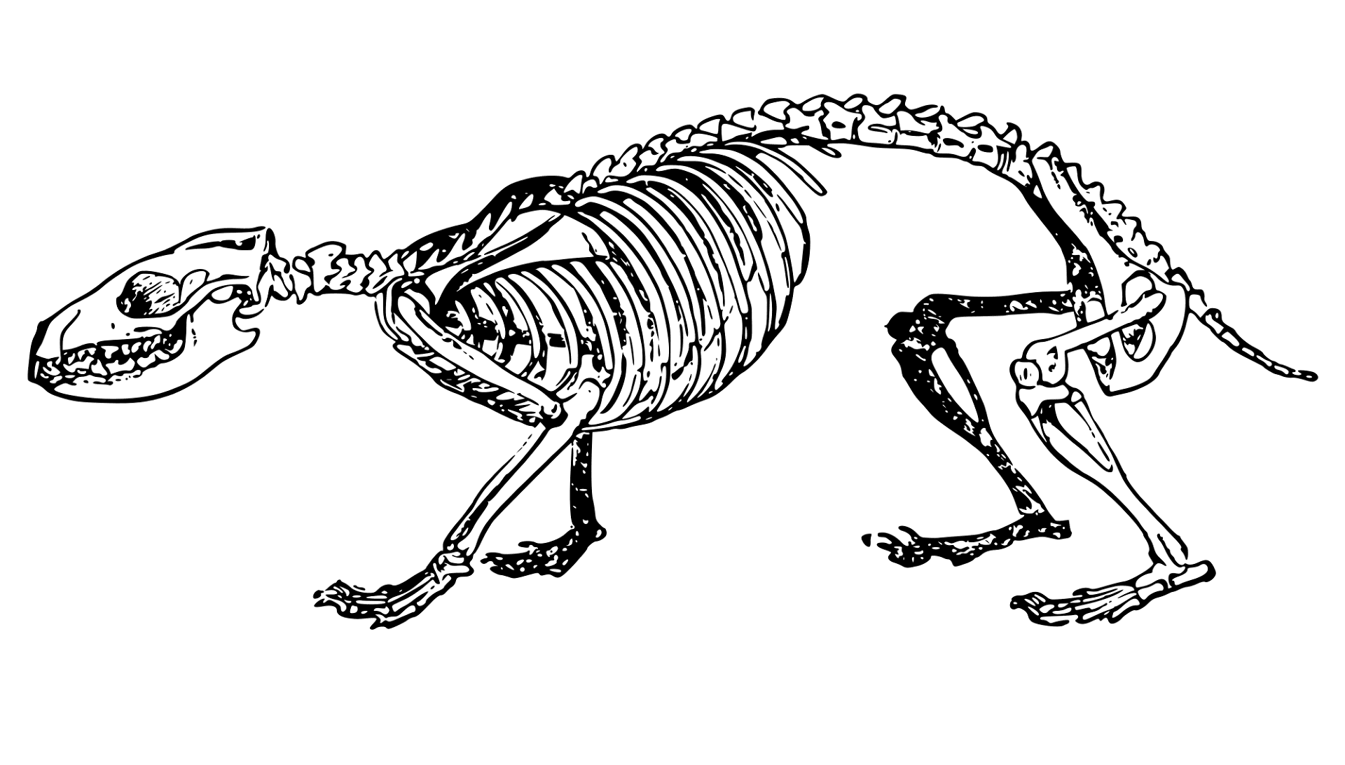 Desenho de Ouriço para colorir