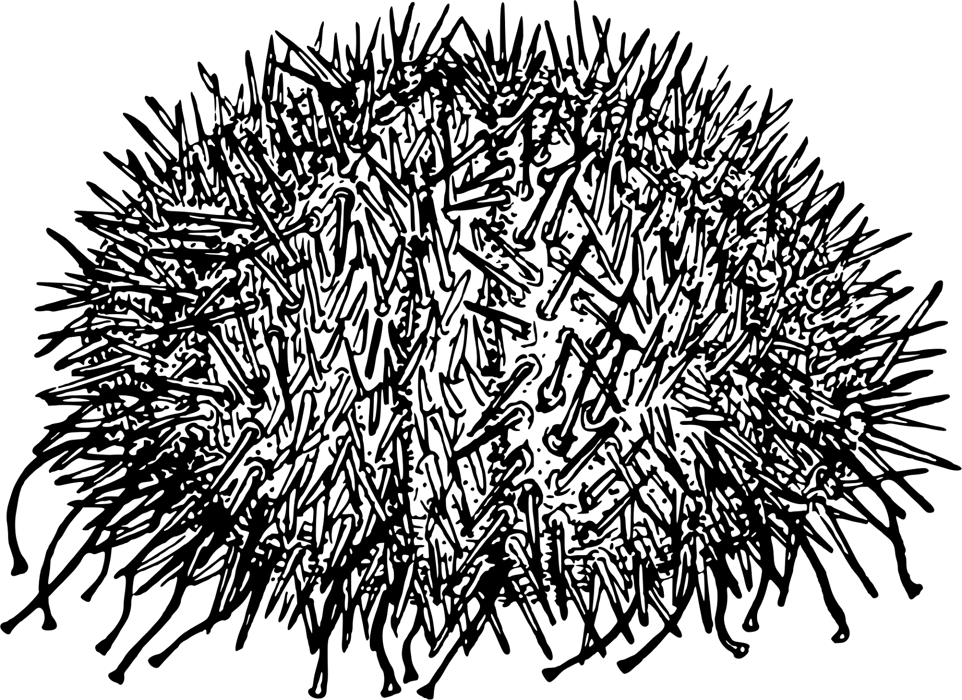Desenho de Ouriço para colorir