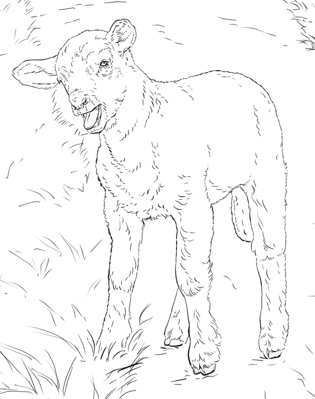 Desenho de Ovelhas para colorir e imprimir: número 27